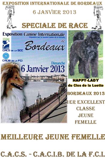 Bouvier des flandres  du CLOS DE LA LUETTE - COPYRIGHT DEPOSE